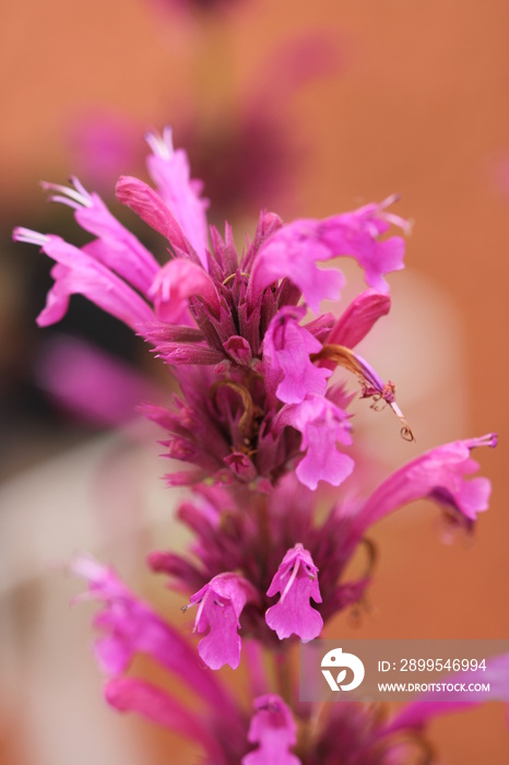 toronjil morado centrado en flores