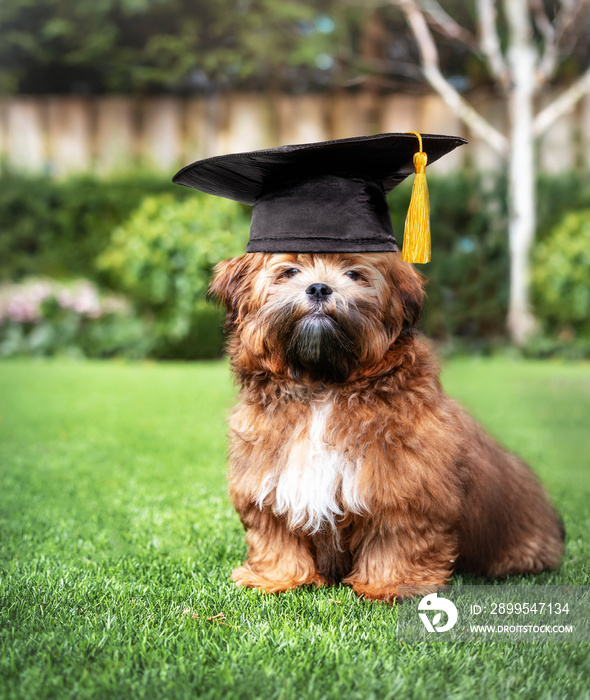 Adorable puppy with graduation hat in backyard. Shichon or Zuchon teddy bear puppy sitting on grass. Funny concept for graduation, training class, academic certifications or diplomas. Selective focus.