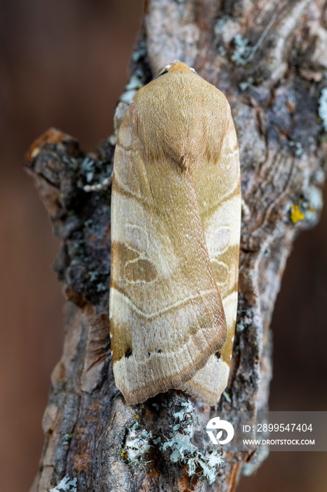 The owl moth, Noctua fimbriata, rests on the tree branch. Leon, Spain