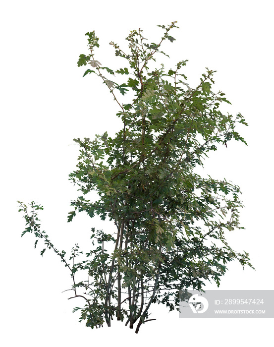 Deciduous green leafed shrub isolated on white background