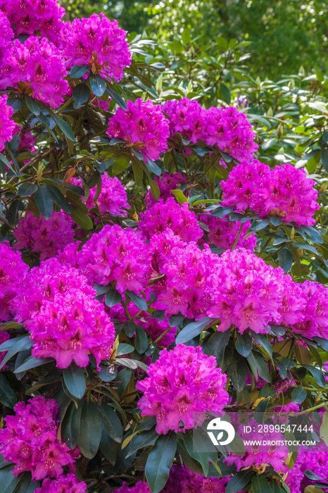 A dense flower bed of purple rhododendron flowers.