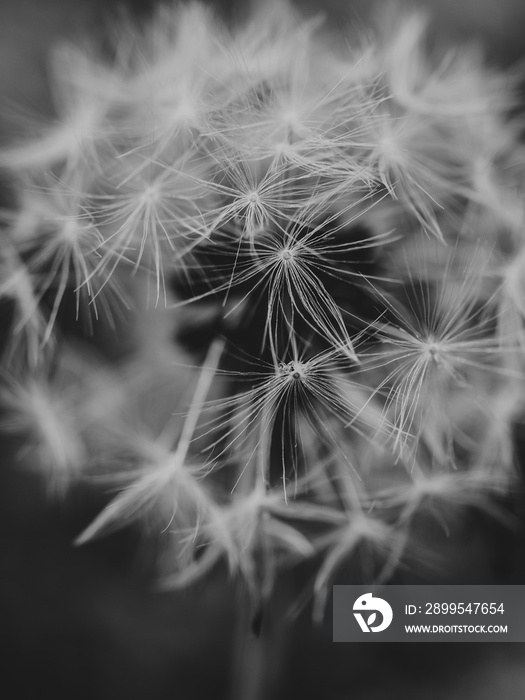 dandelion seed head