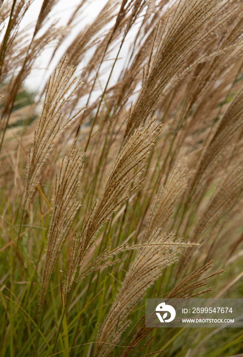 Floral and rural background. Closeup view of Miscanthus sinensis Gracillimus, also known as Chinese silver grass, brown flowers blooming in the field.