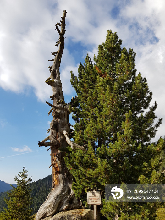 L’Eterno. Alter Baum als Wahrzeichen der Wanderung auf den Ziolera im ruhigen Lagorai-Gebirge