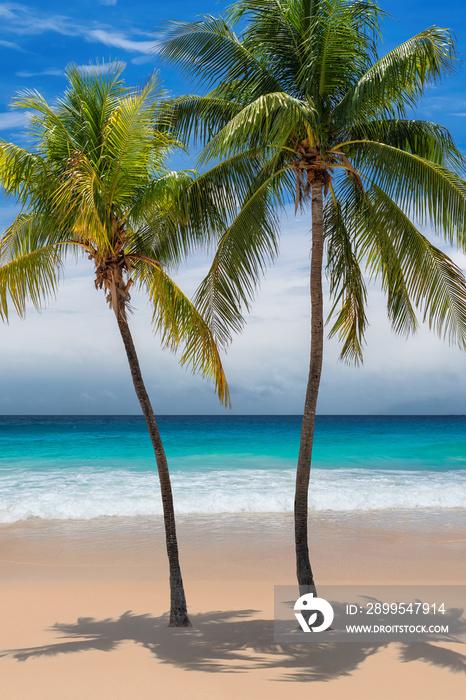 Paradise tropical sunny beach with coco palms and the turquoise sea on Caribbean island.
