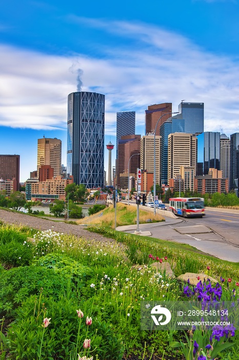 Summer Flowers Blooming By Downtown Calgary