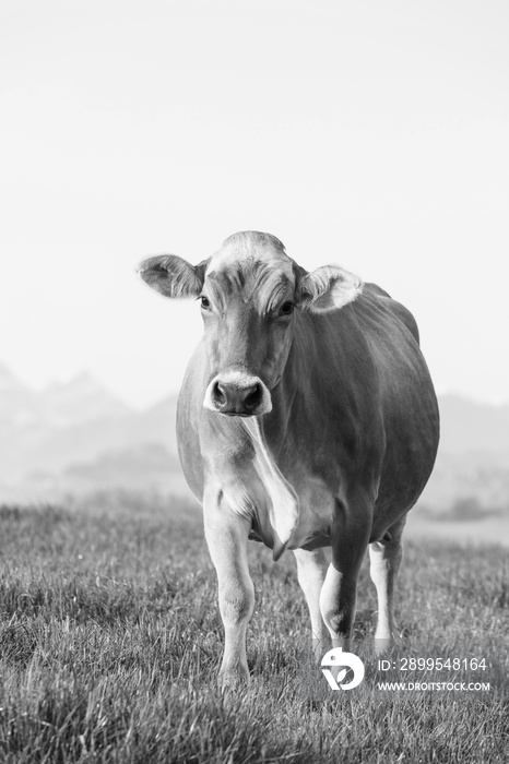 Swiss brown cattle stands on a spring morning on a meadow in the foothills of Switzerland