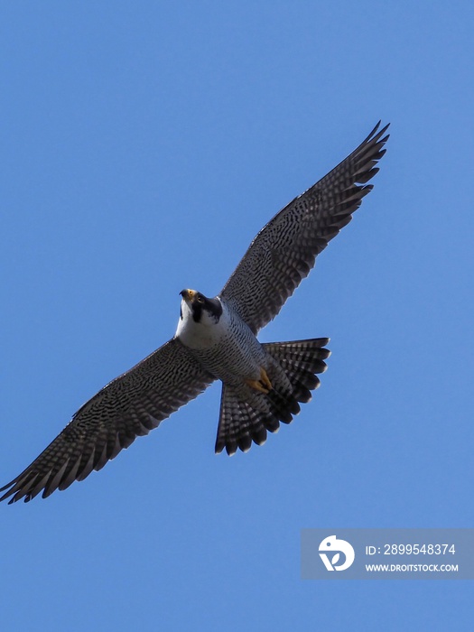 青空バックに悠然と飛ぶハヤブサ成鳥