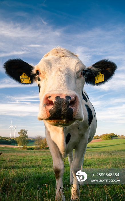 portrait of a cow standing on the field under the blue sky