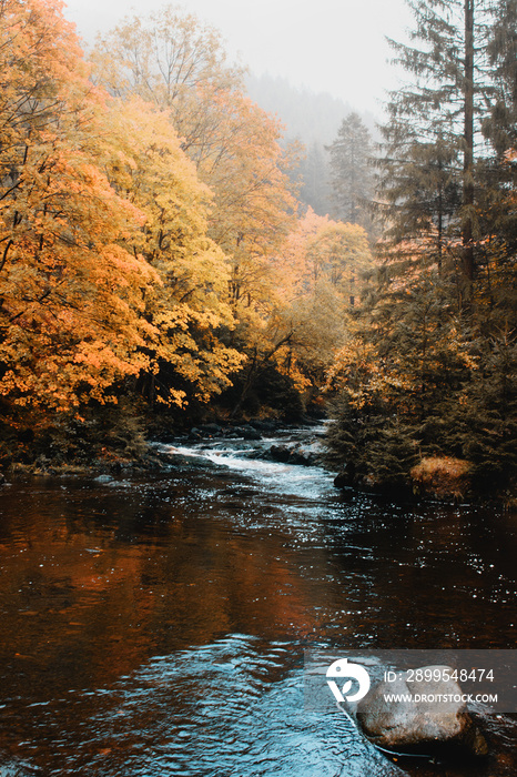 A calm and peaceful scene in the mountains on a foggy cold autumn day with warm tones. A wild river in a canyon with fall leaves. Exploring colorful orange nature in october, National Park Harz