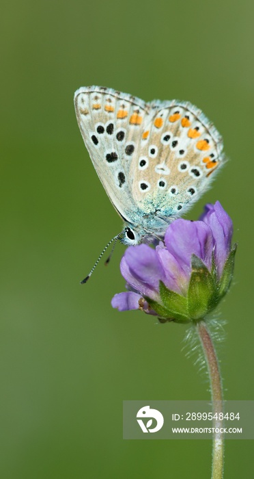 Colorful brown and white butterfly on a flower