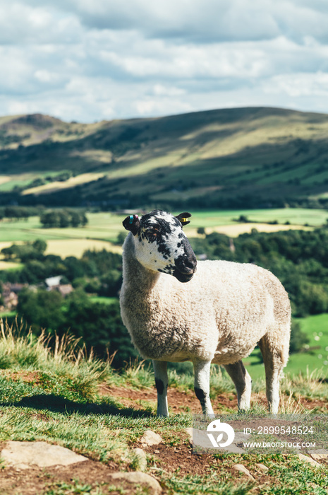 Beautiful sheep closeup with field view on Edale village and Mam Tor at Peak District National Park, England, UK. Staycation concept of traveling local