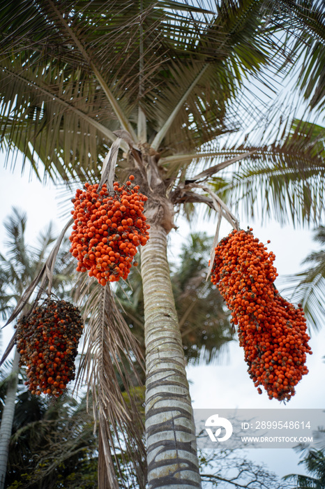 Palm Tree with Small Orange Fruits Known as Moriche Palm, Ité Palm, Ita, Buriti, Muriti, (Mauritia flexuosa) on a Cloudy Day