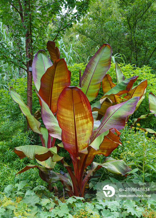 closeup of a beautiful Musa Red Abyssinian Banana (Ensete ventricosum Maurelli) plant