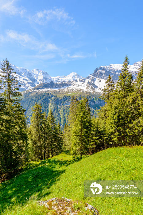 View of beautiful landscape in the Alps with fresh green meadows and snow-capped mountain tops in the background on a sunny day with blue sky and clouds in springtime.
