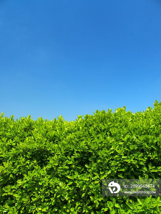 マサキの生垣と春の青空