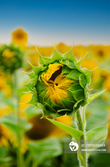 Sunflowers at field under blue sky somewhere in Ukraine