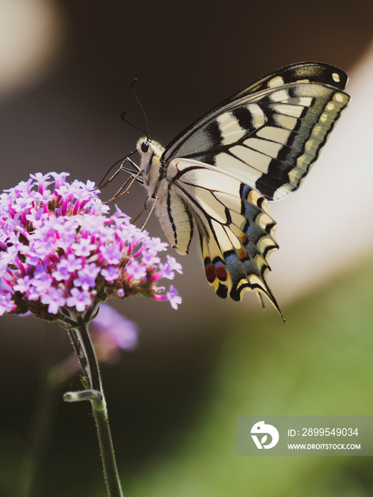 (Papilio machaon) Old World swallowtail or common yellow swallowtail, spectacular butterfly with hindwings with protruding tails like tails of swallows