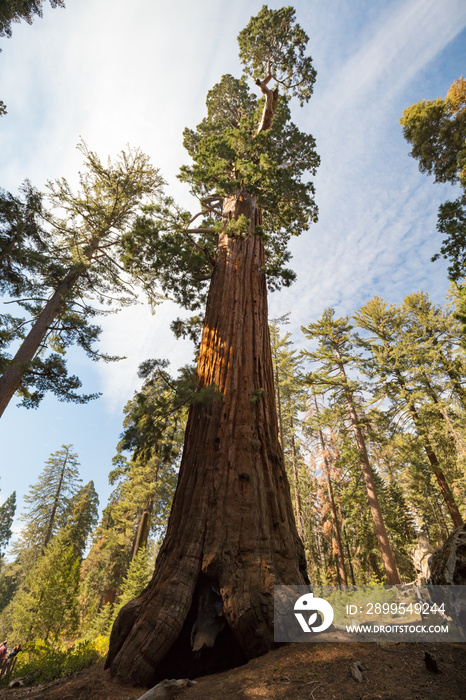 General Grant Tree