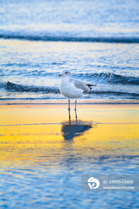 Seabird in Water at Sunset of Baltic Sea / Seagull stands at shallow water of sea, reflection on yellow sunny range (copy space)