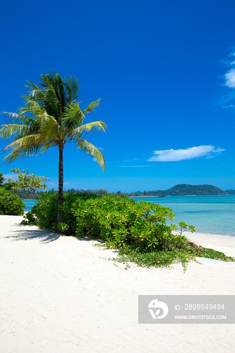 sand of beach caribbean sea. tropical sea