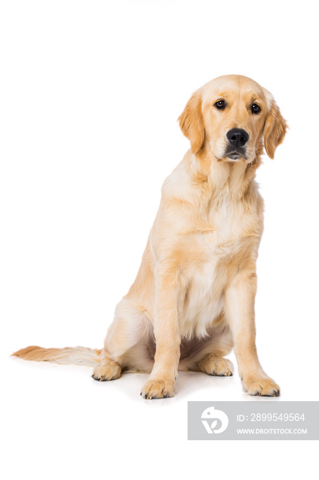 Six months old golden retriever dog sitting isolated on white background