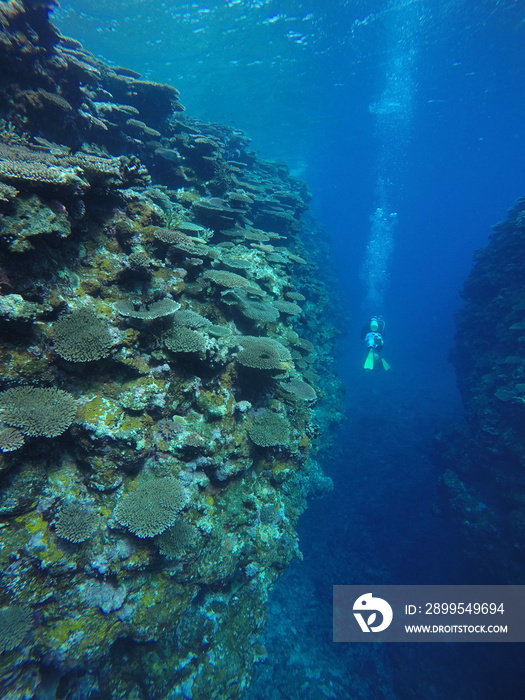 Scuba diving into coral garden at Ishigaki island, Japan