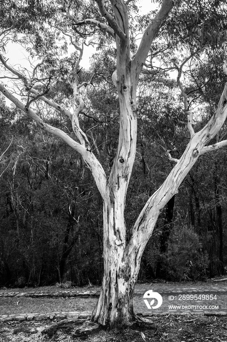 Old eucalyptus tree in the foreground fire with the forest blurred in the background at Mount Victoria in Blue Mountains National Park, New South Wales, Australia.