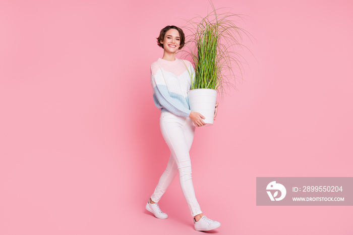 Photo portrait full body profile side view of woman walking holding plant in pot isolated on pastel pink colored background