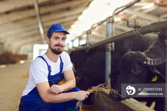 Positive young man farm worker farmer in blue uniform a sitting, feeding black bulls with dry hay