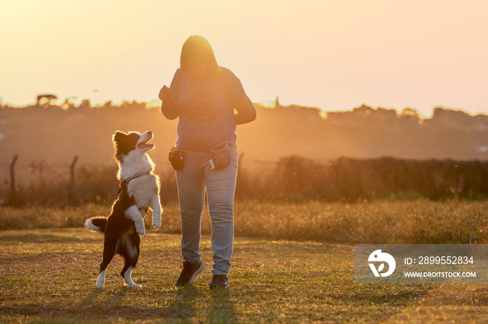 Woman training Border Collie dog in the park during golden hour