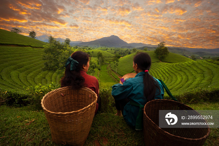 landscape photo for Vietnamese working in tea plantation at long coc mountain