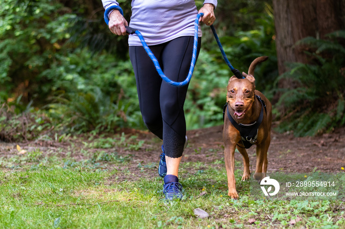 Close up of baby boomer adult woman, purple shirt and black pants, running on a trail in the woods with her energetic dog on harness and leash