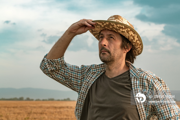 Worried farmer in barley field on a windy day