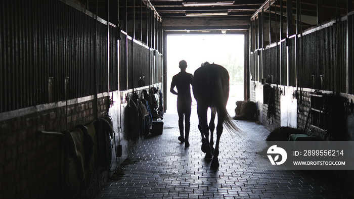 Young jockey walking with a horse out of a stable. Man leading equine out of barn. Male silhouette with stallion. Rear back view. Love for animal. Beautiful background