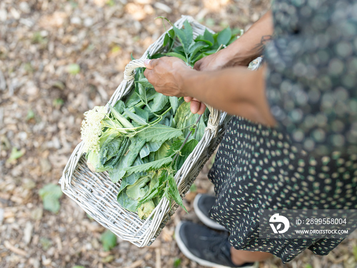 Woman carrying basket with plants