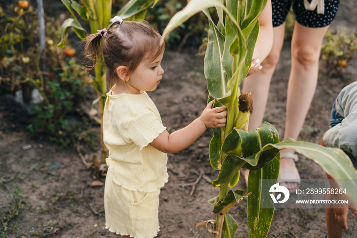 Kid farmer checking the quality of corn in cornfield. Having fun at garden. Corn harvest. Childhood.