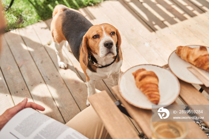 Dog looking at his owner and begs for food during the spending time at summer cafeteria