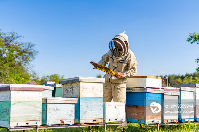 Professional beekeeper holding honeybee frame. Beekeeping man with wooden frame in apiary.