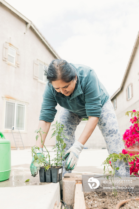 South Asian woman gardening in backyard