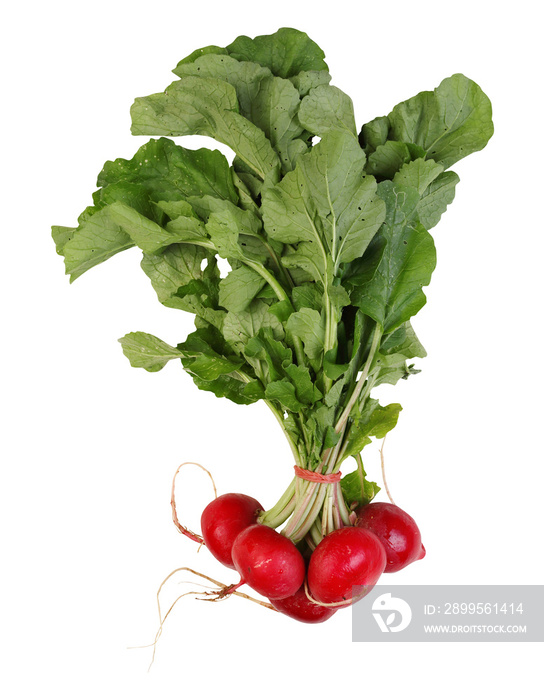 Red radish