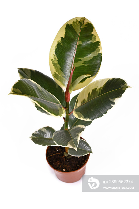 Tropical ’Ficus Elastica Tineke Variegata’ rubber tree plant with variegated leaves on white