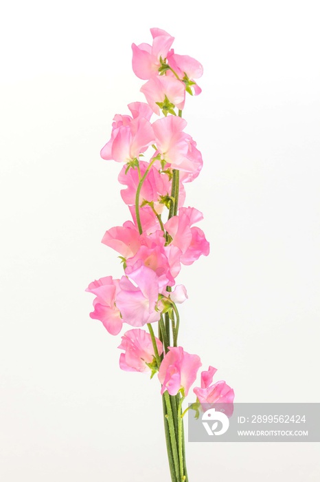 スイートピーの花束　Flowers sweet pea bouquet