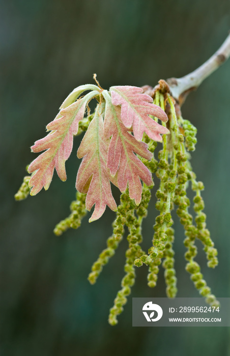 Flowers and newly emerged leaves of white oak (Quercus alba) in early spring