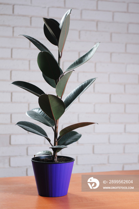 ficus rubber on a table on a white brick wall background