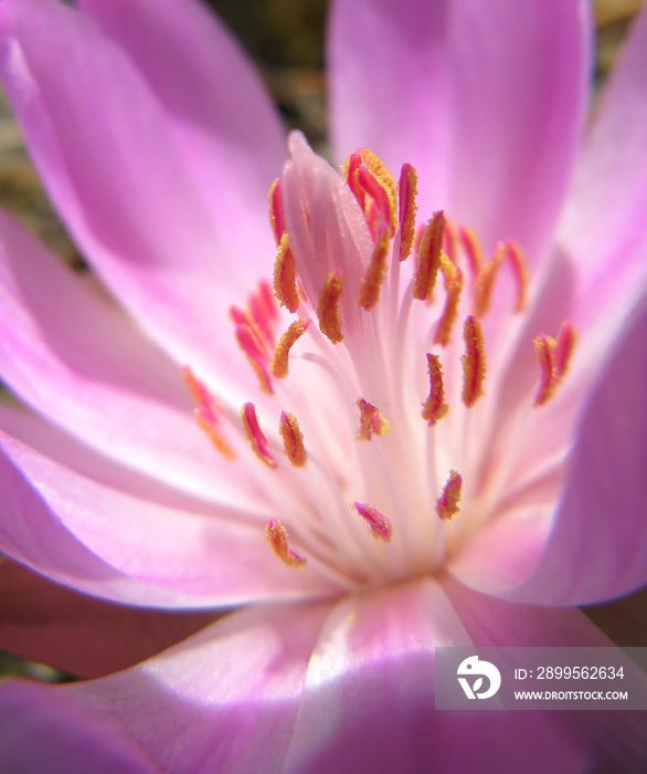 Heart of the Bitterroot Bloom - A macro image showing the pollen covered stamens within the Bitterroot / Rock Rose wildflower