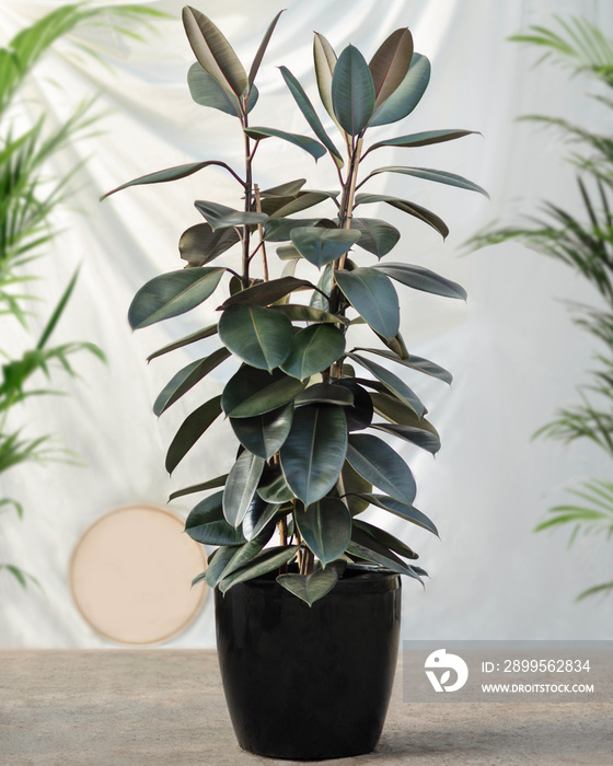 Rubber fig Ficus elastica rubber tree plant in black pot