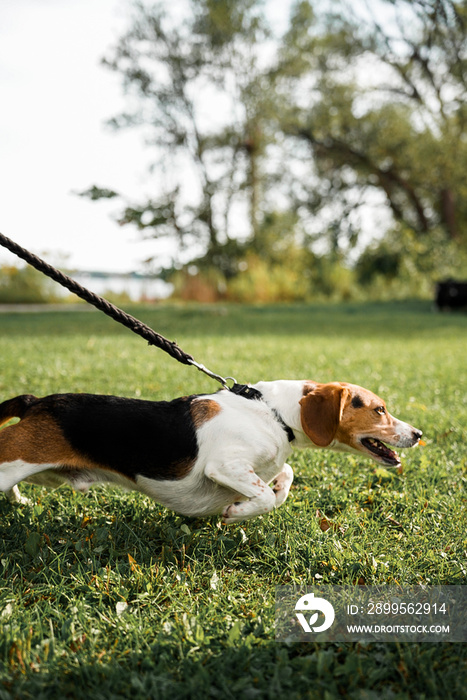 beagle pulling on the leash