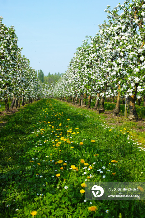 Apple tree blossom, spring season in fruit orchards in Haspengouw agricultural region in Belgium, landscape