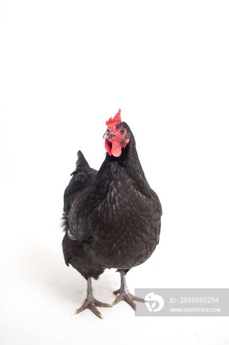 Black Australorp Chicken Isolated on White Background